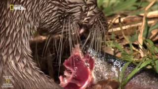 Суши микс. Дикое меню животных #8 (Документальные фильмы National Geographic)