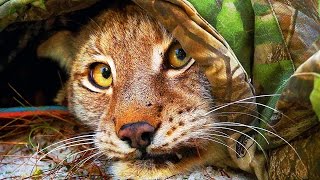 Мечение дикой Рыси GPS ошейником | Film Studio Aves