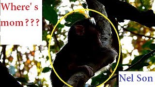 P4 Nel Son is abandoned on top tree? Where is your Mother