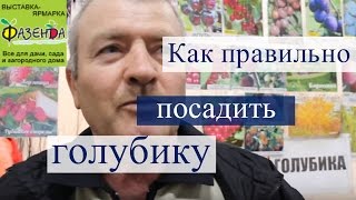 Советы по посадке голубики. Выставка-ярмарка Фазенда 2016.
