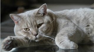 Уход за Британской Короткошерстной, Породы Кошек
