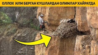 Оллох Илим Берган Кушларини Куриб Олимлар Хайратда Колишмокда