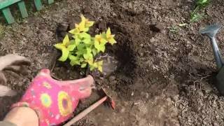 Спирея японская Голдфлейм. Spiraea japonica Goldflame. Посадка 2016