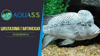 ?Aquass - Цихлазома Гаитянская уход и содержание