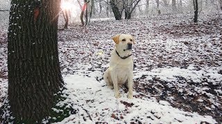 ВЛОГ: ПРОГУЛКА С ЛАБРАДОРОМ | ГУЛЯЕМ С СОБАКОЙ В ЛЕСУ | ЛАБРАДОР ВЫПОЛНЯЕТ КОМАНДЫ