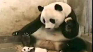 Панденыш чихнул и испугал большую панду. A Baby Panda Sneezing