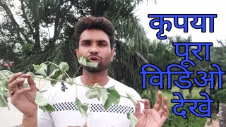 अतिबला की सम्पूर्ण  जानकारी , क्यों  है सबसे  ताकतबर जड़ीबूटी, atibala jarurt hai har admi ki