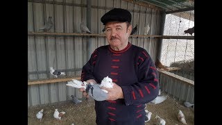 " НЕТ, Это не Бакинские голуби " КУДУЛИ - Старопородные Бойные Голуби ( Пшеничников Владимир П )