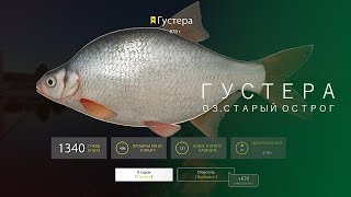 РУССКАЯ РЫБАЛКА 4 | RF4 - ГУСТЕРА, ОЗ.СТАРЫЙ ОСТРОГ