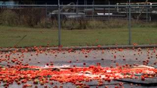 Proefkonijnen - Stuitert 't?: tomaten