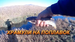 #KOXAK #ХРАМУЛИ #КОХАК #РЫБАЛКА В АРМЕНИИ
