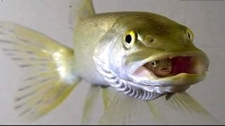 Ciklet balığı kusturma  /  Mavi prenses yavru kusturması - Chewing gum fish (birth)