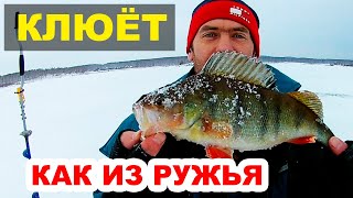 Крупный Окунь . Ловля Окуня на Блесну Зимой. Маропедка.
