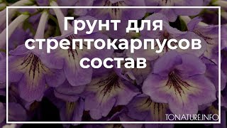 Грунт для стрептокарпусов состав | toNature.Info