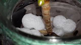 #Орхидея#Ванда бурный рост домашних #корней ????  ???  сломалась машина ???