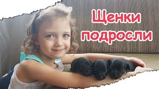 VLOG. Щенки подросли!))) Щенки той-терьера!