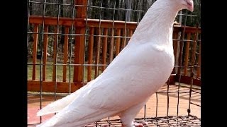 Мои Голуби в Туле. Такие породы в Туле. Заказ голубей на свадьбу.  Т. 8-905-624-11-18