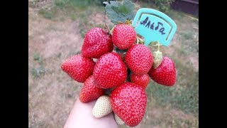 Альба 2019г -  клубника, плодоношение в Ягодном подворье