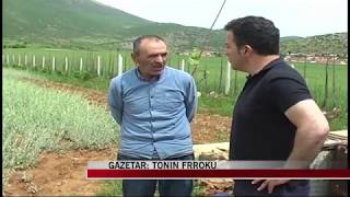 Kultivimi i çajit të malit - News, Lajme - Vizion Plus