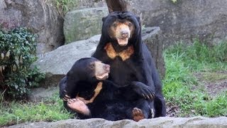 Sunbear Mary & Mr Hobbs