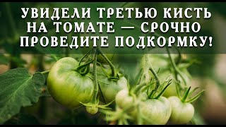 Увидели третью кисть на томате - срочно проведите такую подкормку!