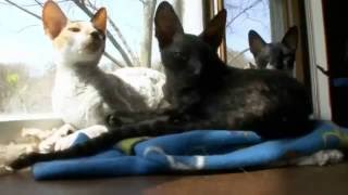 Корниш рекс – корнуэльская королевская кошка