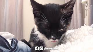 Sleepy Auracuda kitten air nursing