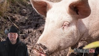Saying Goodbye to the Pigs - Part 2
