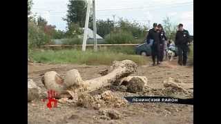 На берегу озера Смолино нашли человеческие кости