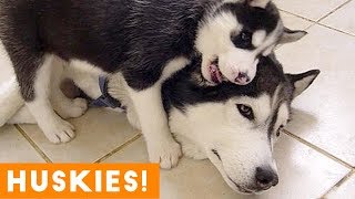 The Funniest and Cutest Husky Compilation of 2018 | Funny Pet Videos