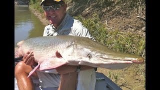 Pursuit of the Alligator Gar