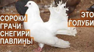 Голуби: Снегири, грачи, сорока, павлин и другие в птичьем парке Сергея Абрамова.