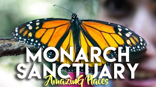 MONARCH BUTTERFLY SANCTUARY EL ROSARIO AND SIERRA CHINCUA