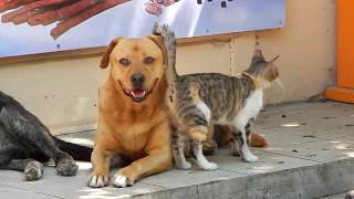 Кошка и собаки