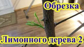 Обрезка комнатного лимона часть 2