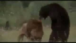 Huge African Lion vs American Black Bear