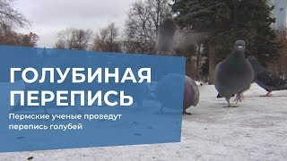Пермские ученые проведут перепись голубей
