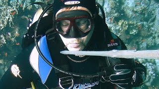 Cornet fish   рыба флейта