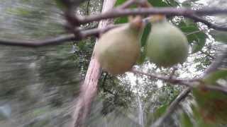 JUAL BIJI GAHARU KE BANJARMASIN KALIMANTAN SELATAN HUB  0853 7624 4454