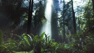 Beautiful Relaxing Music 24/7: Study Music, Sleep Music, Meditation Music, Instrumental Music