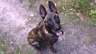 Hollandse herder