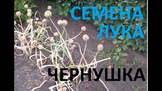 СЕМЕНА ЛУКА УБИРАЕМ ЧЕРНУШКУ