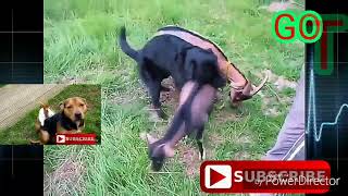 दुनीया का सबसे कमीना कुत्ता,fun,worad msex dog & pig,mating dogs,japani dogs,कुत्ते ने किया बलात्कार