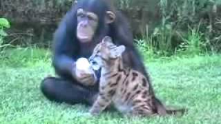 Chimpanzé adota filhote de puma