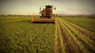 Jalisco, El Gigante Agroalimentario de México