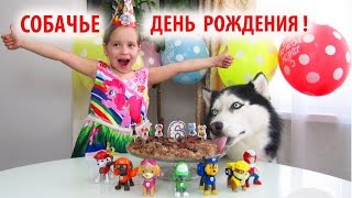 ДЕНЬ РОЖДЕНИЯ ФРЭНКА! Хаски Фрэнк поет для подписчиков