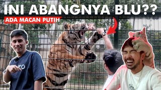 MAIN SAMA HARIMAU PUTIH @Alshad Ahmad SERU BANGET