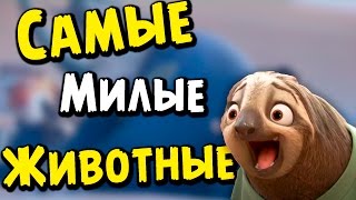 10 самых милых животных | Коала, ленивец, бегемот...What?