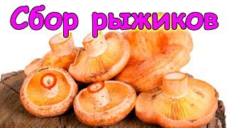 Собираем грибы рыжики. Как их заготавливаем. (09.17г.) Семья Бровченко.