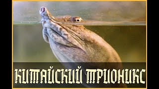ДАЛЬНЕВОСТОЧНАЯ ЧЕРЕПАХА ИЛИ КИТАЙСКИЙ ТРИОНИКС (Pelodiscus sinensis)